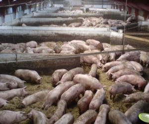 Opłacalność produkcji trzody chlewnej – co warto wiedzieć?