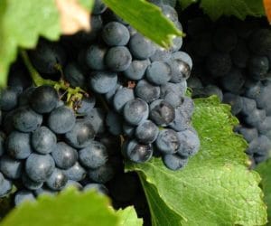 polskie wino - branża winiarska