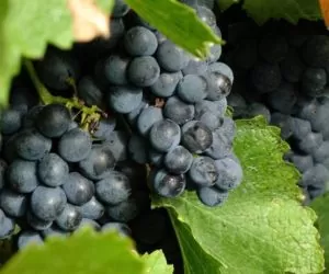 Branża winiarska rośnie jak na drożdżach