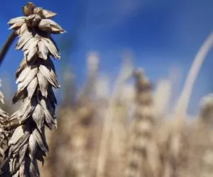 Limity importu i&nbsp;eksportu zbóż w&nbsp;handlu unijnym