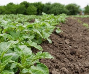 Rejestr środków do ochrony ziemniaka