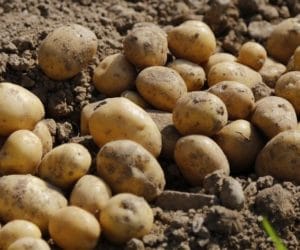 Jakie odmiany ziemniaków wybrać?