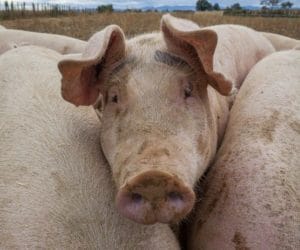 Wciąż trudna sytuacja na rynku trzody chlewnej