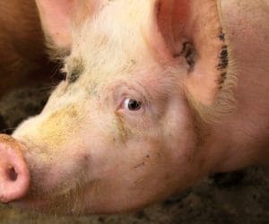 Co dalej z&nbsp;tymczasową pomocą dla rolników?