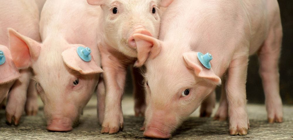 Napięta sytuacja na rynku trzody: minister apeluje do KE