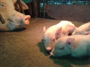 inseminacja trzody chlewnej