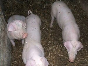 inseminacja trzody chlewnej