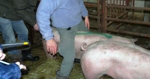 inseminacja trzody chlewnej