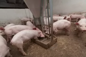 NSP w żywieniu; termin naboru na modernizację