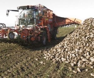 Prognozy dla plantatorów: co z&nbsp;ceną buraka?
