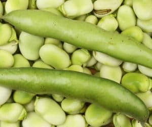 Rozmowy w&nbsp;sejmie o&nbsp;uprawie roślin wysokobiałkowych