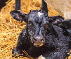 Zespół słabego cielęcia: czym jest i&nbsp;jak mu zaradzić?