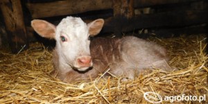 Sztuczna inseminacja