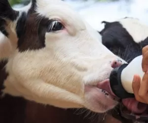 probiotyki i prebiotyki w żywieniu