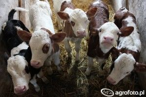 dobrostan bydła