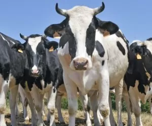 Drożdże piwne w&nbsp;żywieniu zwierząt gospodarskich