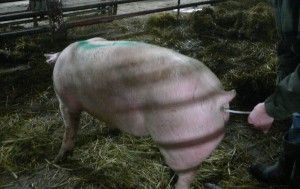 inseminacja trzody chlewnej