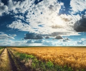 Skarb Państwa: sprawdź, jak wydzierżawić wolne grunty