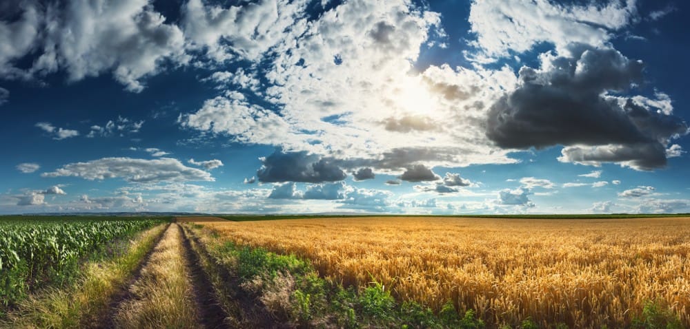 Skarb Państwa: sprawdź, jak wydzierżawić wolne grunty