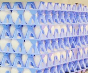 Macedońskie jaja trafią do UE