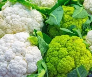 Nie dla patentu krzyżówek pomidora i&nbsp;kalafiora