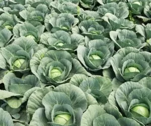 Ważniejsze choroby warzyw kapustnych i&nbsp;środki ochrony