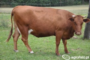 Sztuczna inseminacja