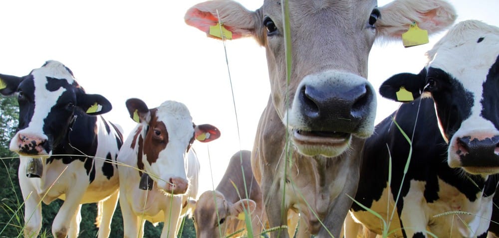 Unia Europejska: Walka o&nbsp;zdrowie zwierząt