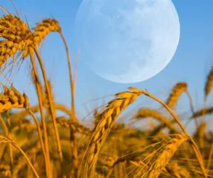 Czym jest rolnictwo biodynamiczne?