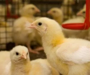 Antyżywieniowe działanie NSP u&nbsp;drobiu i&nbsp;trzody chlewnej