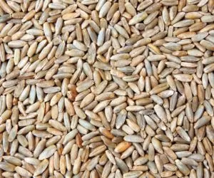 Wnioski o&nbsp;materiał siewny – końcowy termin