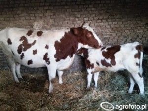 Sztuczna inseminacja