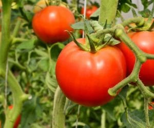 Zmniejszenie dopłat do upraw!