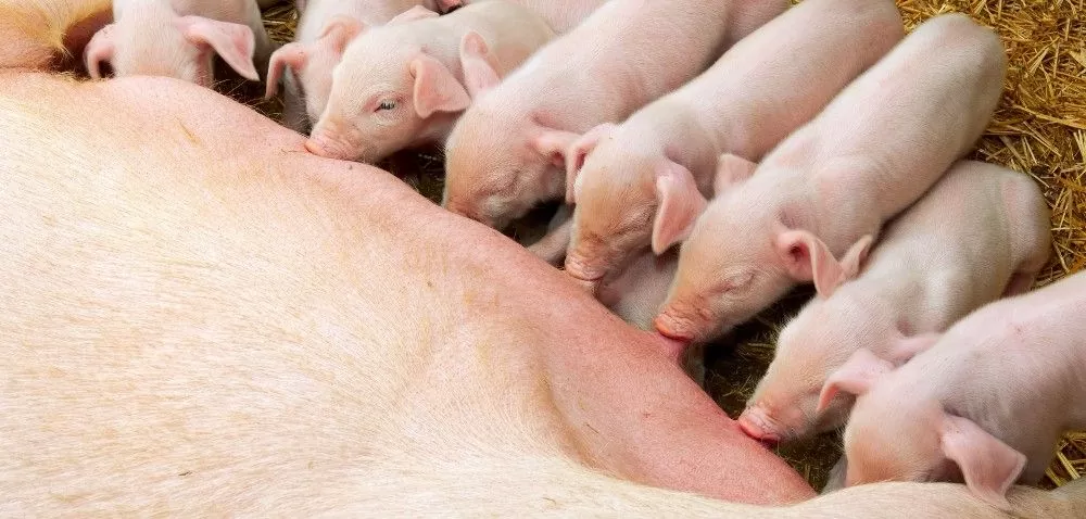 Inseminacja. Cz. II: liczba prosiąt, flushing i&nbsp;błędy w&nbsp;inseminacji świń