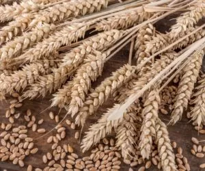 Pszenica do Egiptu bez sporysza?