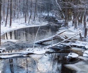 Puszcza Białowieska: 40 tys. zebranych podpisów