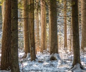 greenpeace: puszcza białowieska