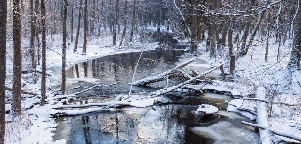 Puszcza Białowieska: 40 tys. zebranych podpisów