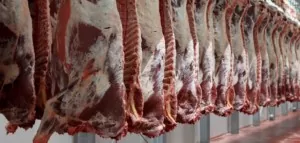nielegalny ubój kontrole weterynaryjne