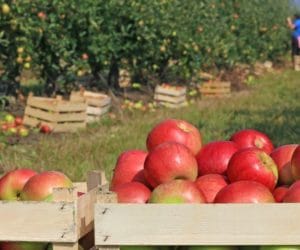 Stan środków przeznaczonych do ochrony jabłoni.Cz. II