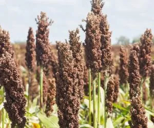 Sorgo cukrowe w&nbsp;produkcji bioetanolu