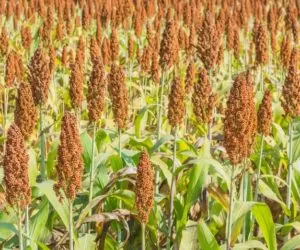 Sorgo: ochrona roślin – jakie są największe problemy?