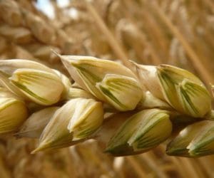 Kłopotliwe dopłaty do materiału siewnego?