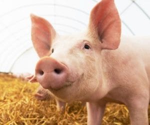 Jak wygląda hodowla trzody chlewnej w&nbsp;pow. sokólskim?