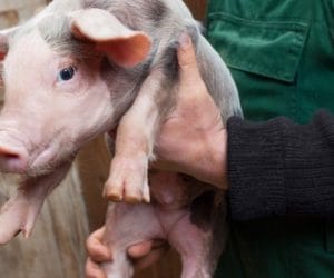 Kanibalizm u&nbsp;świń: jak walczyć, jak zapobiegać?