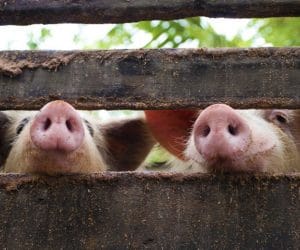 Odpady piekarnicze alternatywą w&nbsp;żywieniu trzody