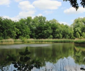 Dyrektywa azotanowa: czy dotyczą mnie jej zasady?