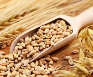 UE: Licencje w&nbsp;eksporcie i&nbsp;imporcie zbóż