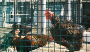 rozród kur - kury