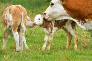 zespół słabego cielęcia